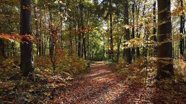 Free Colorful Leaves Parkway photo and picture