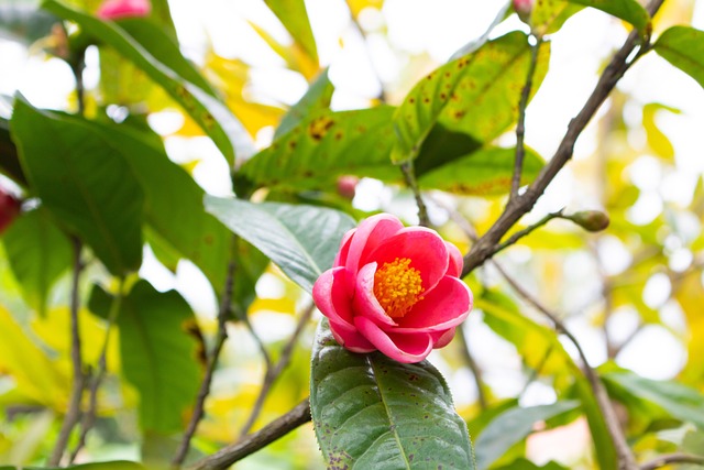Blüte, Pflanze, Natur