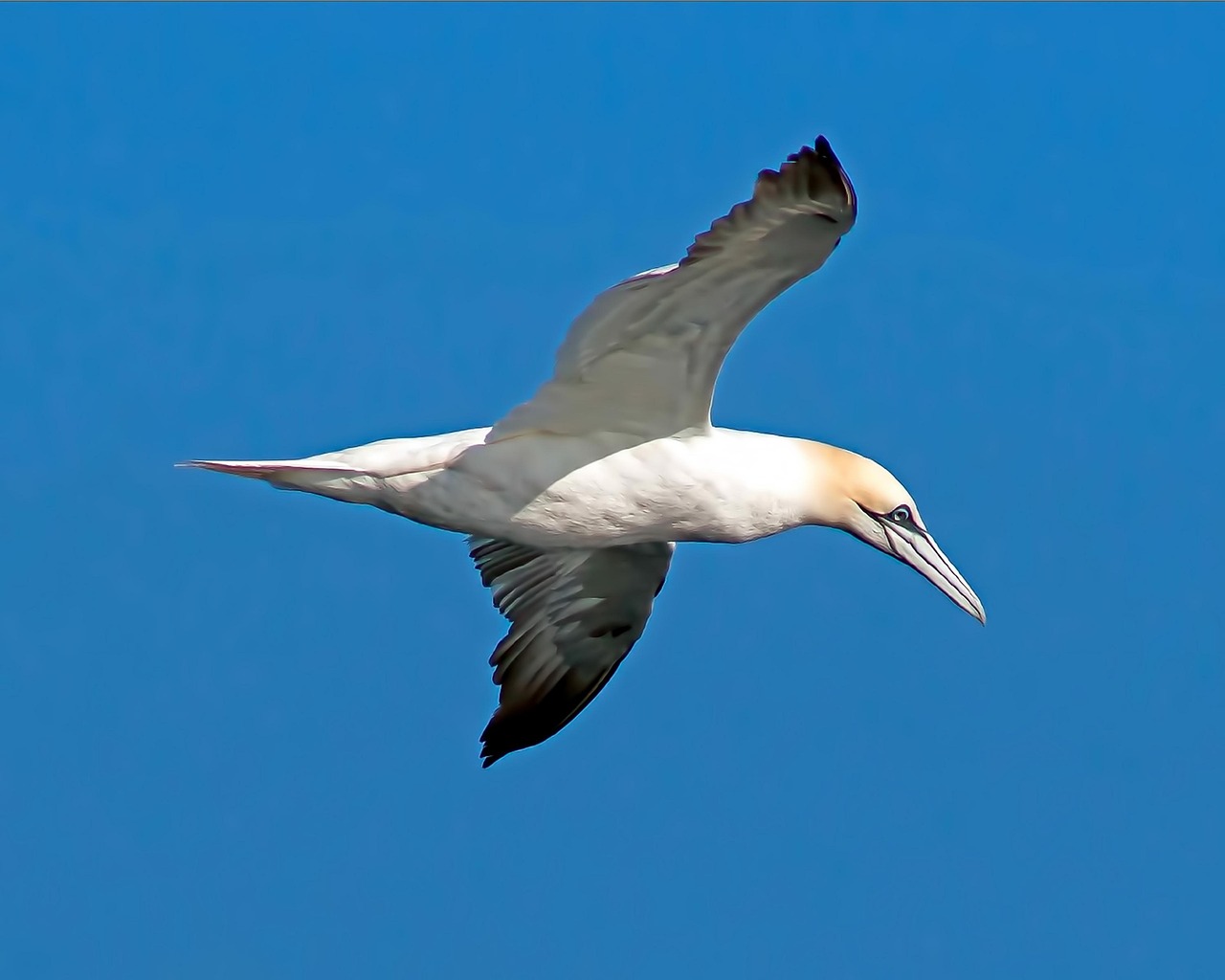 Northern Gannet Seabird Bird Free Photo On Pixabay Pixabay Northern Gannet Seabird Bird Free Photo On Pixabay Pixabay