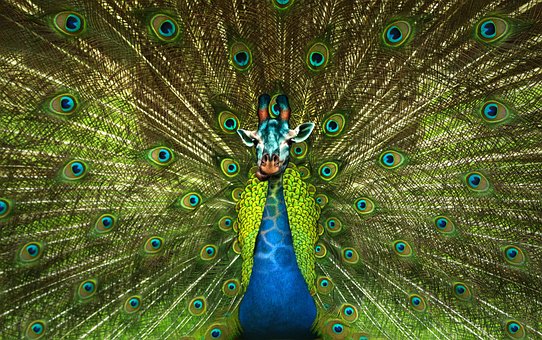 Free Peacock Giraffe photo and picture