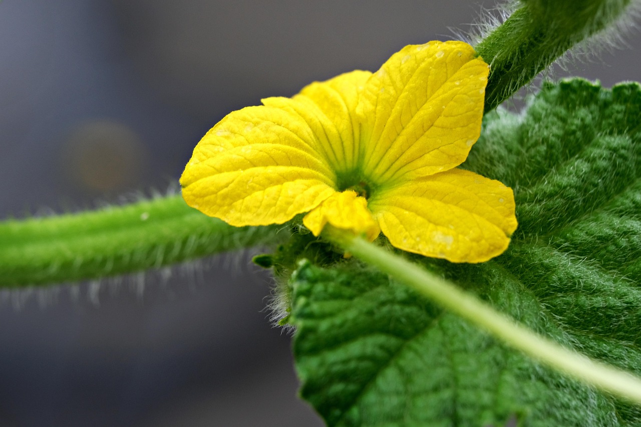Melon Flower Blossom Yellow Free photo on Pixabay Pixabay