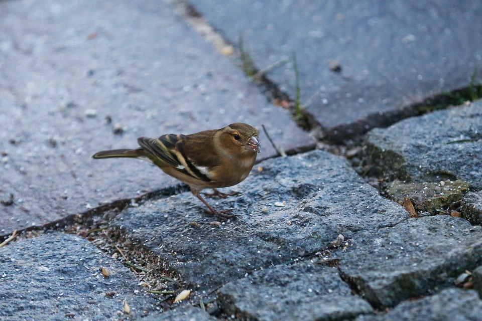 Chaffinch Bird Animal Free photo on Pixabay Pixabay