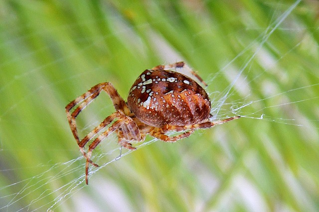 Free Spider'S Web Spider photo and picture