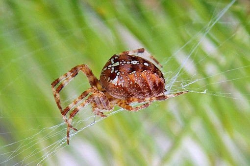 Free Spider'S Web Spider photo and picture