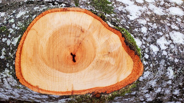 Tree Slicer Example Tree Slice Texture Annual Rings - Free photo on Pixabay - Pixabay