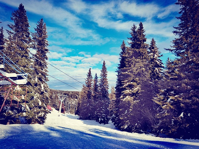 Free Forest Winter photo and picture