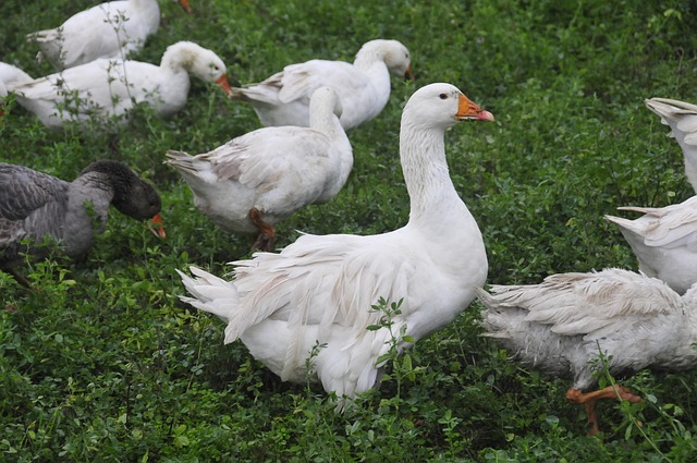 Geese Birds Animals - Free photo on Pixabay