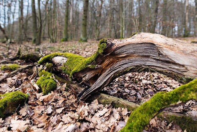 Free Root Wood photo and picture