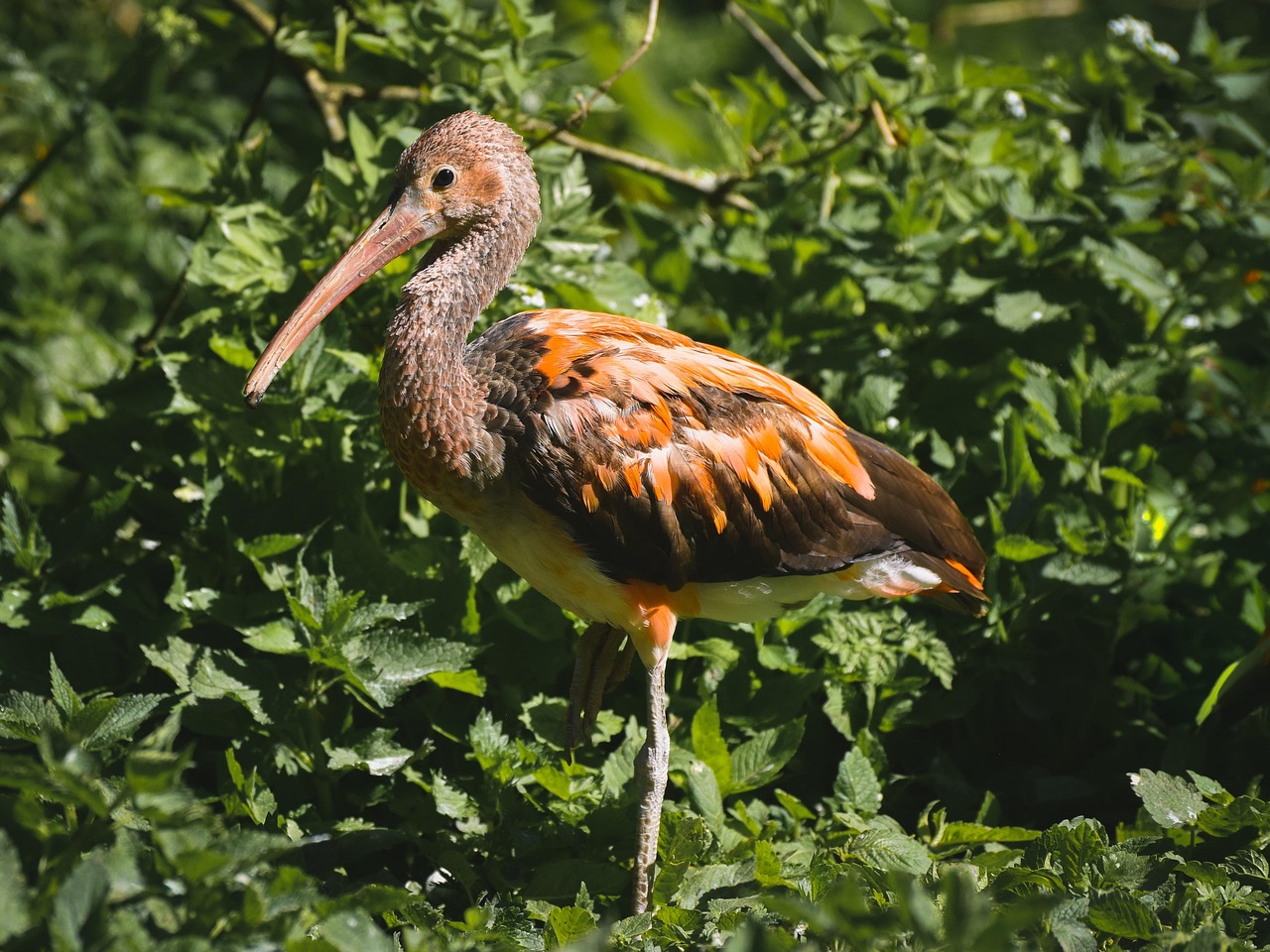 https://cdn.pixabay.com/photo/2022/02/02/18/28/bird-6989119_1280.jpg