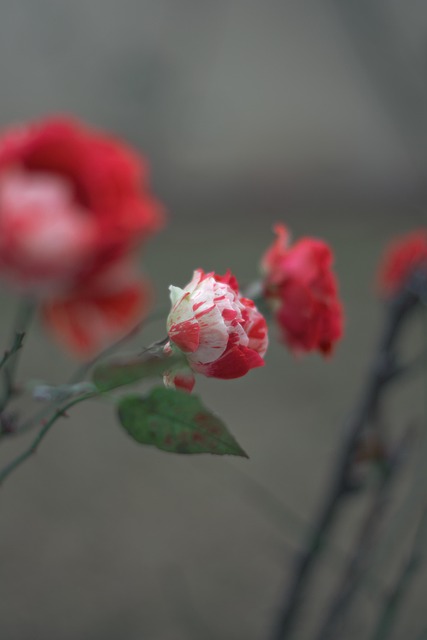 Free Roses Flowers photo and picture