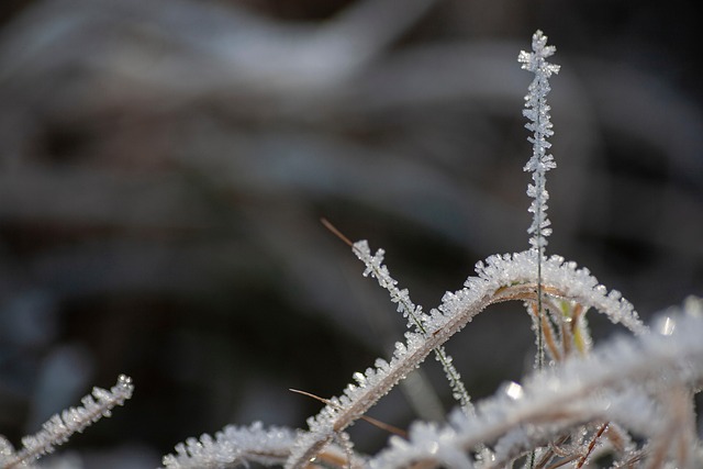 Free Grass Hoarfrost photo and picture