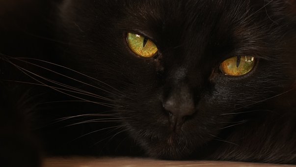 Gato Preto, Gato, Felino