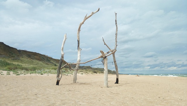 Free Magic Wood photo and picture