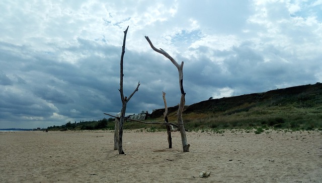 Free Wood Hedge Summer photo and picture