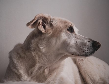 Hond, Huisdier, Hoektand, Dier, Bond