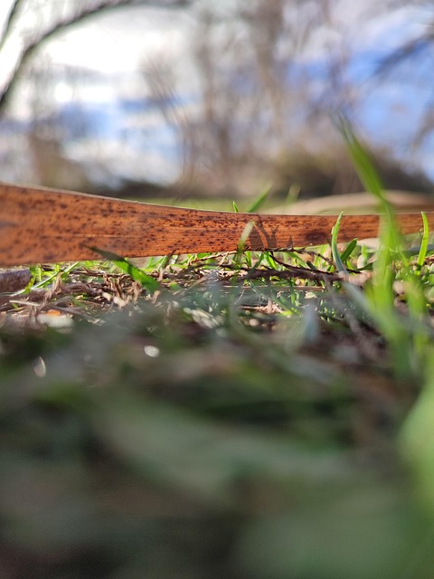 Blätter, Gras, Natur