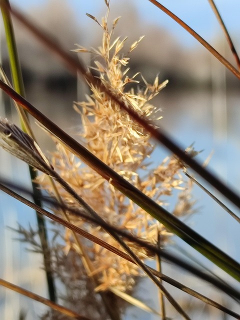 Schilf, Natur, Camargue, Frankreich