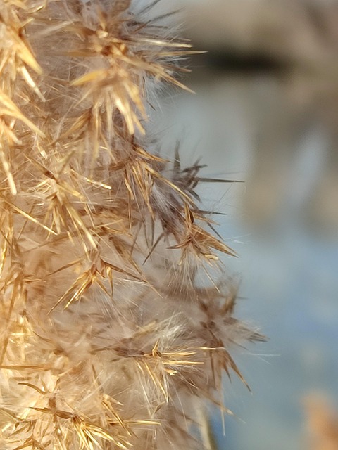 Schilf, Gras, Natur, Landschaft