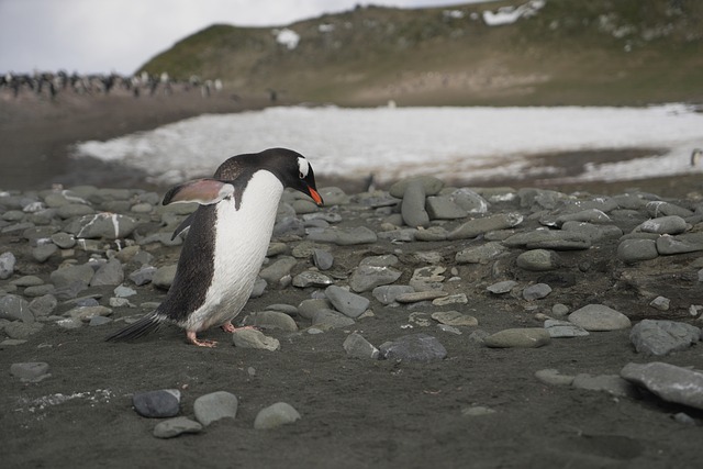 Free Penguin Bird photo and picture