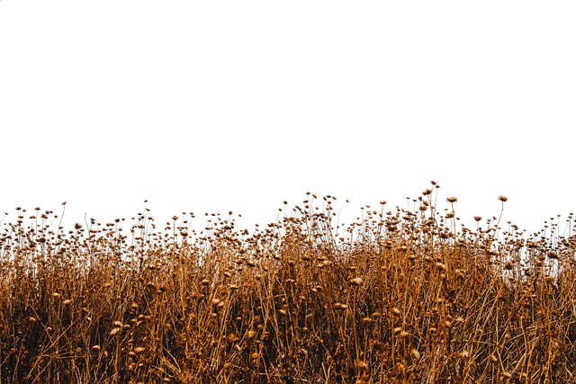 Wiese, Feld, Blumen, Getrocknet, Natur