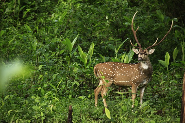 Free Animal Nature photo and picture