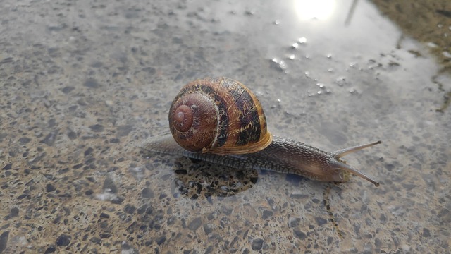 Free Snail Animal photo and picture