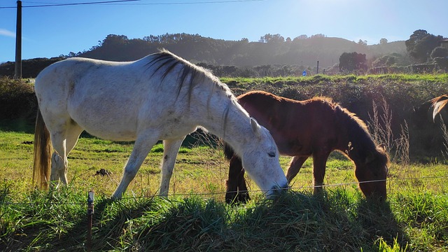 Free Horses Field photo and picture