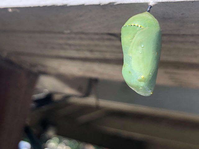 Pupa Butterfly Nature - Free photo on Pixabay - Pixabay