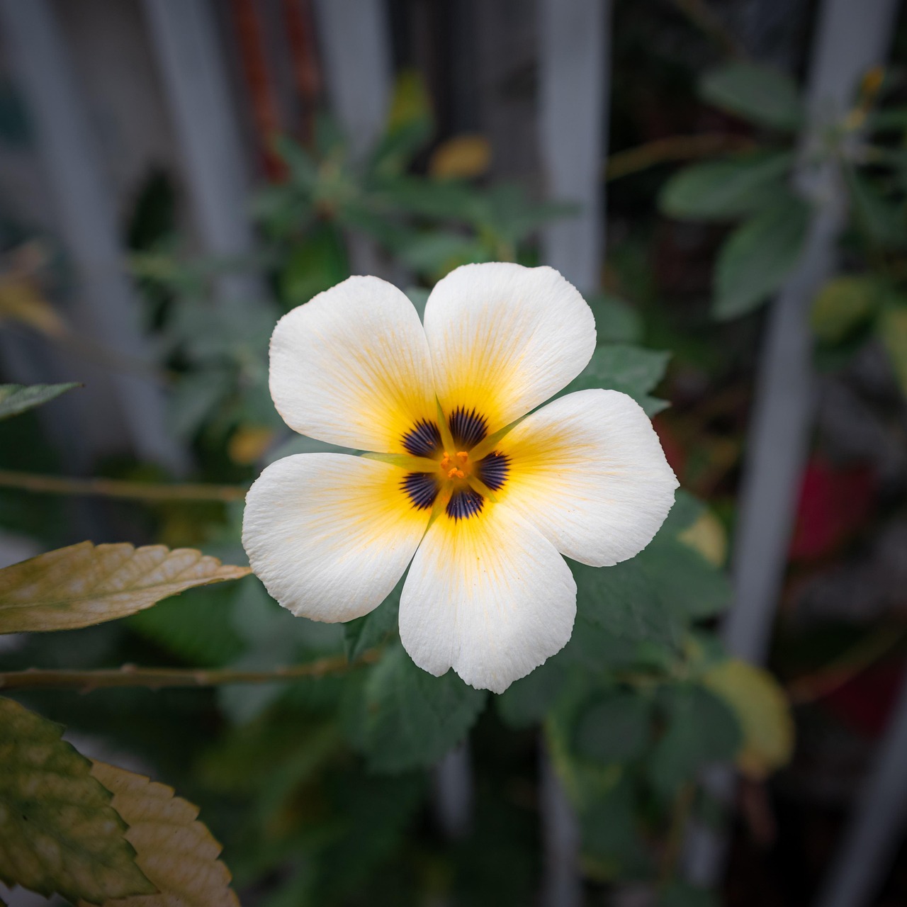 White Buttercup Flower Plant - Free photo on Pixabay - Pixabay