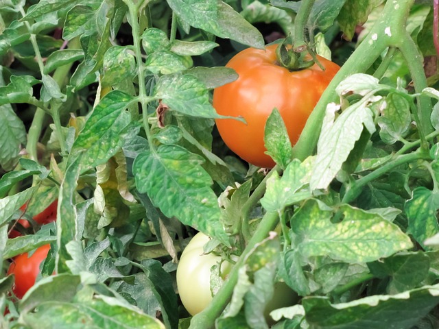Planting Tomatoes In Flower Bed