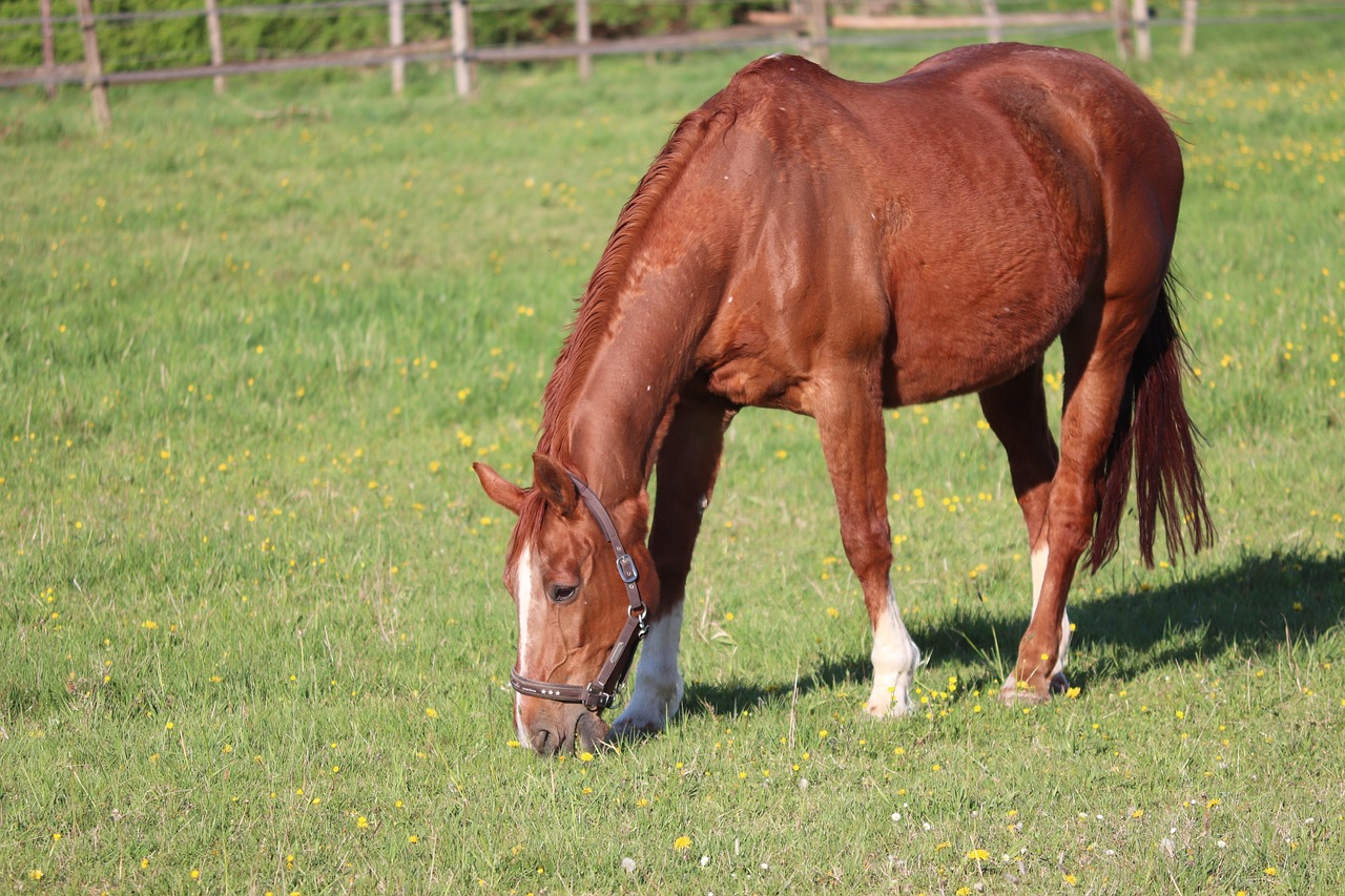 Pferd Tier Grasen - Kostenloses Foto auf Pixabay - Pixabay