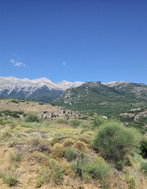 Free Plants Nature photo and picture