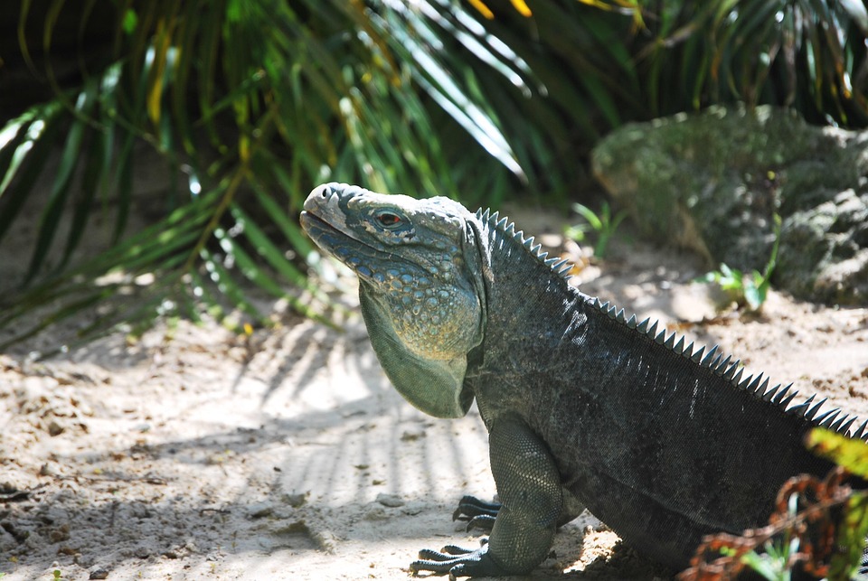 Green Iguana Reptile Zoo Free photo on Pixabay