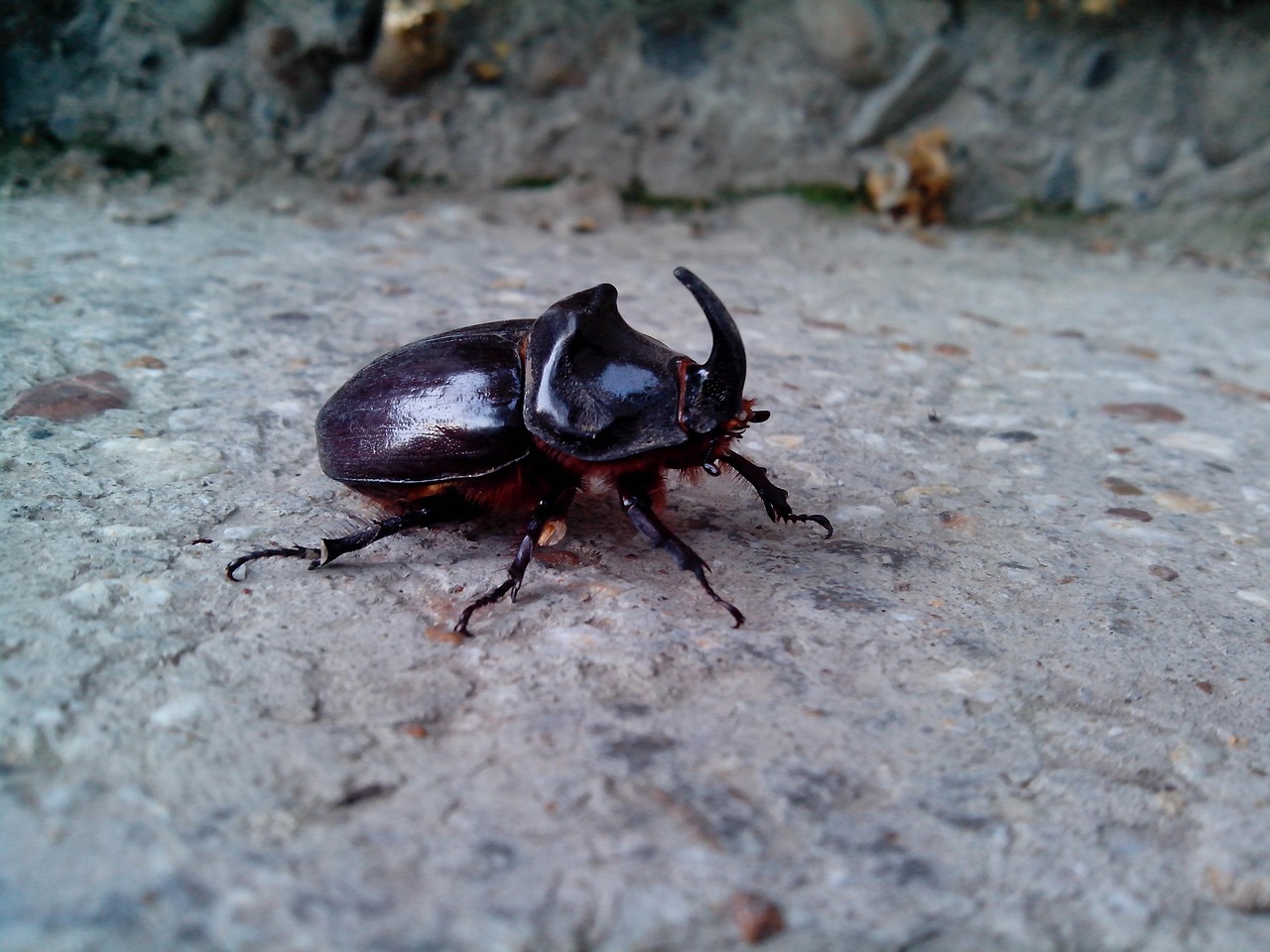 Rhinoceros Bug Rhino Beetle - Free photo on Pixabay - Pixabay