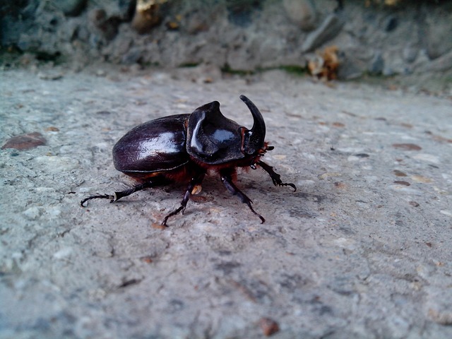 Free Rhinoceros Bug Rhino Beetle photo and picture