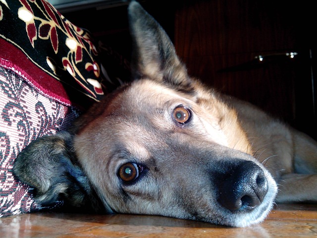 Free Dog Cute photo and picture