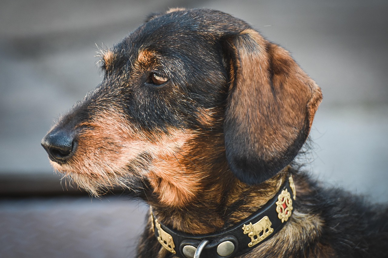 https://cdn.pixabay.com/photo/2022/02/03/20/24/dachshund-6991262_1280.jpg