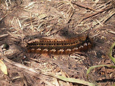 Free Caterpillar Euthrix Potatoria photo and picture