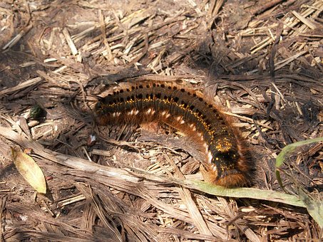 Free Caterpillar Euthrix Potatoria photo and picture