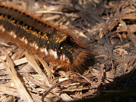 Free Caterpillar Euthrix Potatoria photo and picture