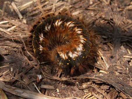 Free Caterpillar Euthrix Potatoria photo and picture
