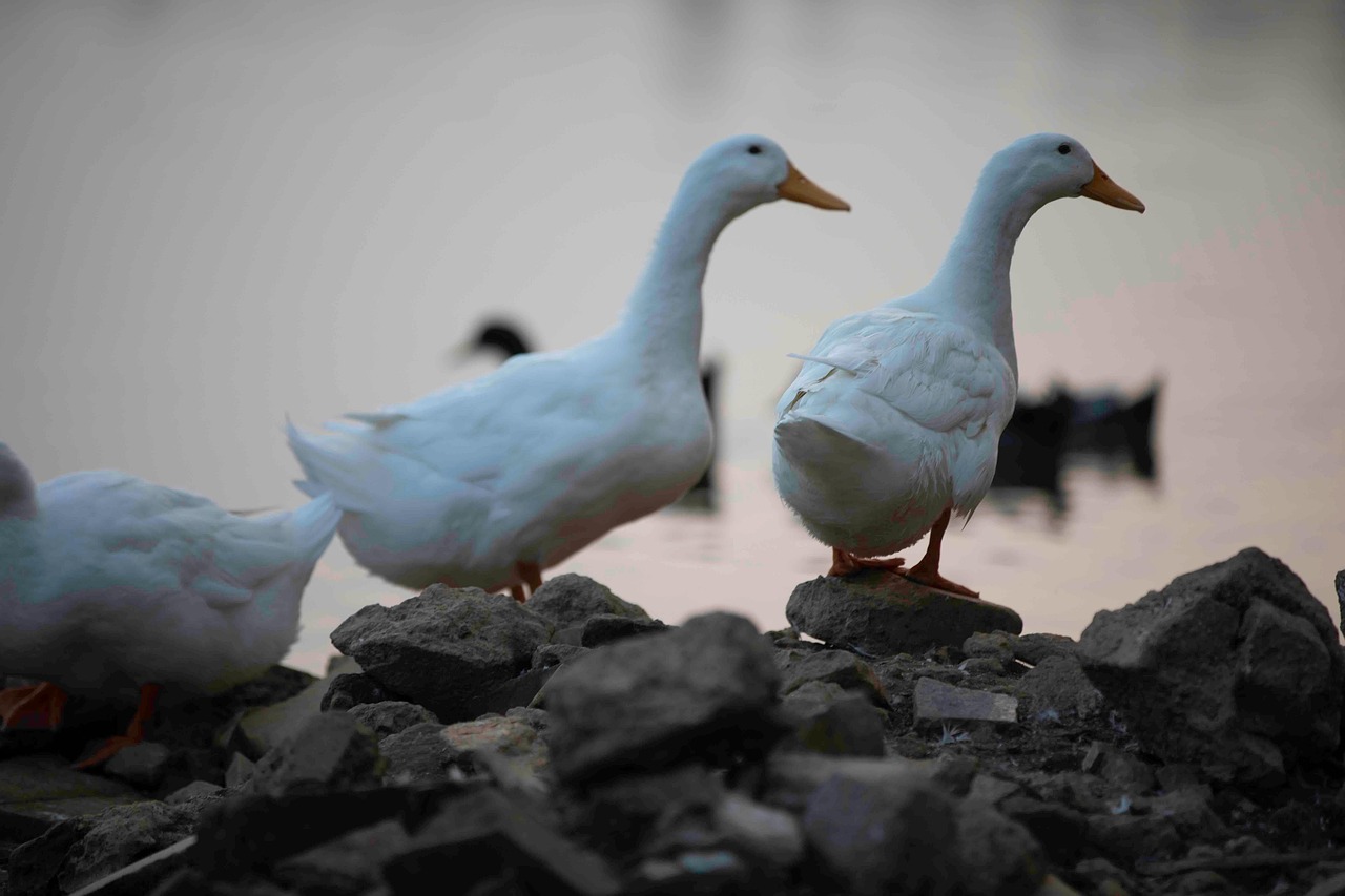 Ducks Birds Animals - Free photo on Pixabay - Pixabay