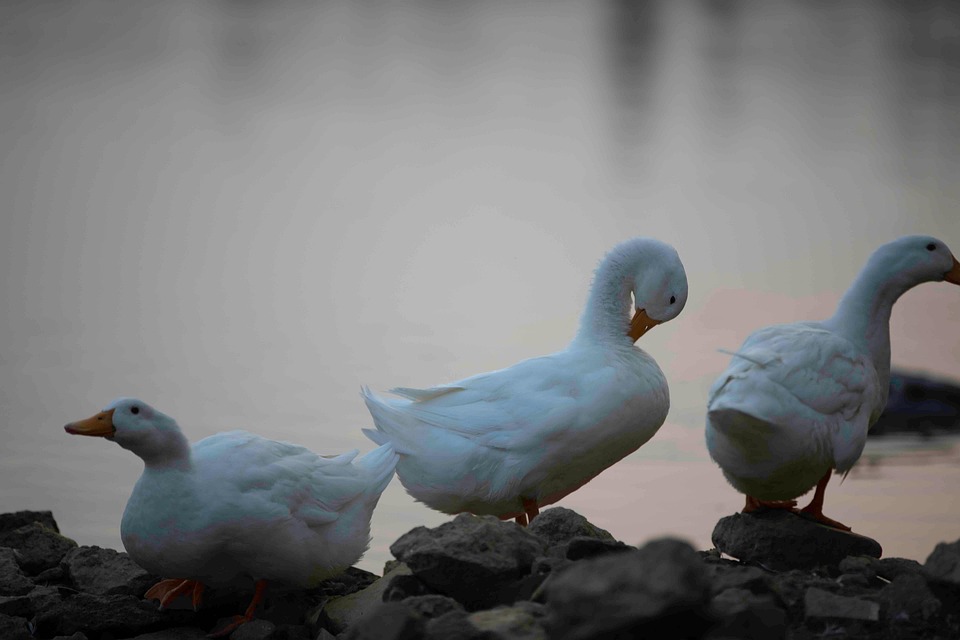 Ducks Birds Animals - Free photo on Pixabay - Pixabay