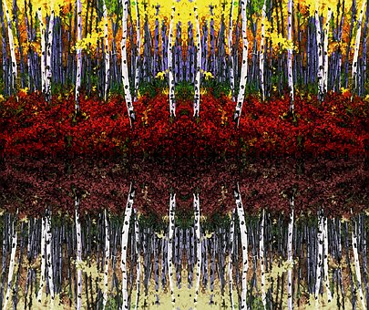 Free Birch Forest photo and picture