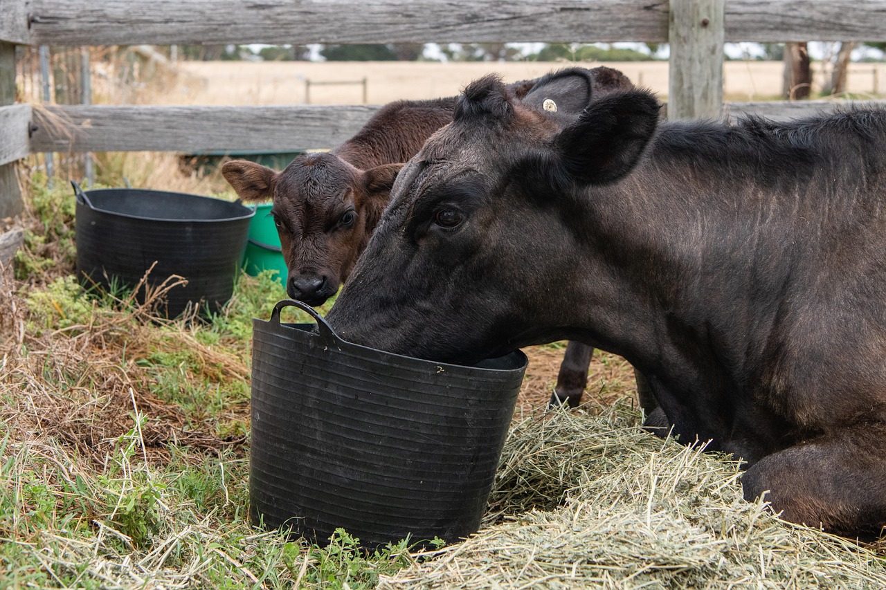 Calf Cow Cattle Free photo on Pixabay Pixabay