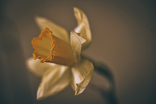 Narzisse, Blume, Pflanze, Gelbe Blume