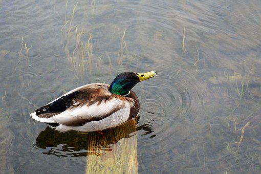 Free Duck Bird photo and picture