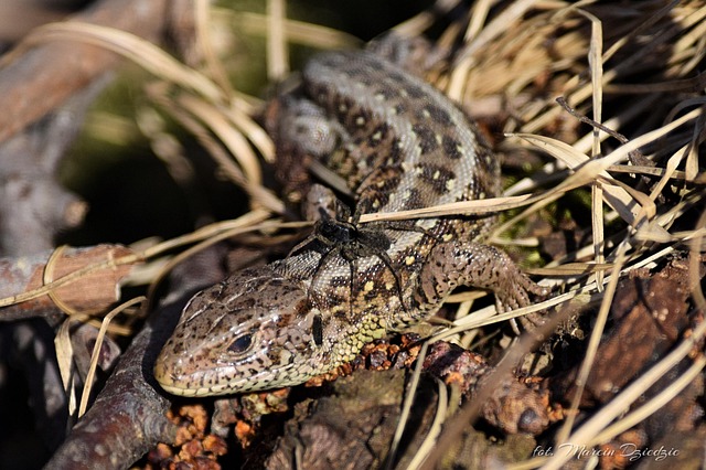 Free Lizard Spider photo and picture