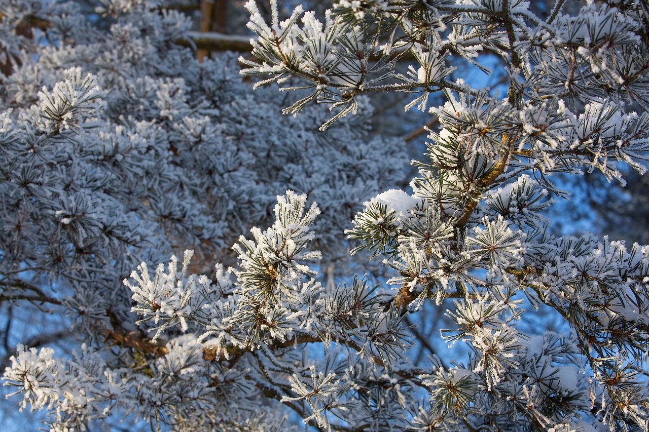 松树 雪 霜 - Pixabay上的免费照片 - Pixabay