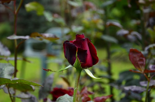 Free Rose Flower photo and picture